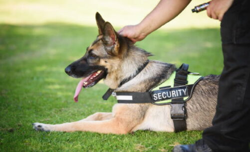 Villa Security with K9 Dog